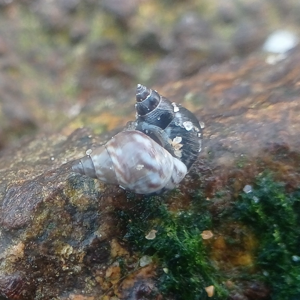 robust shell