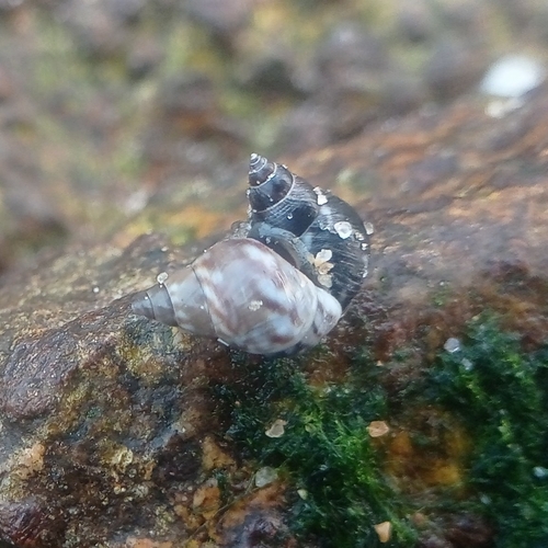 robust shell