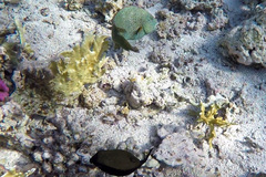 Calotomus viridescens