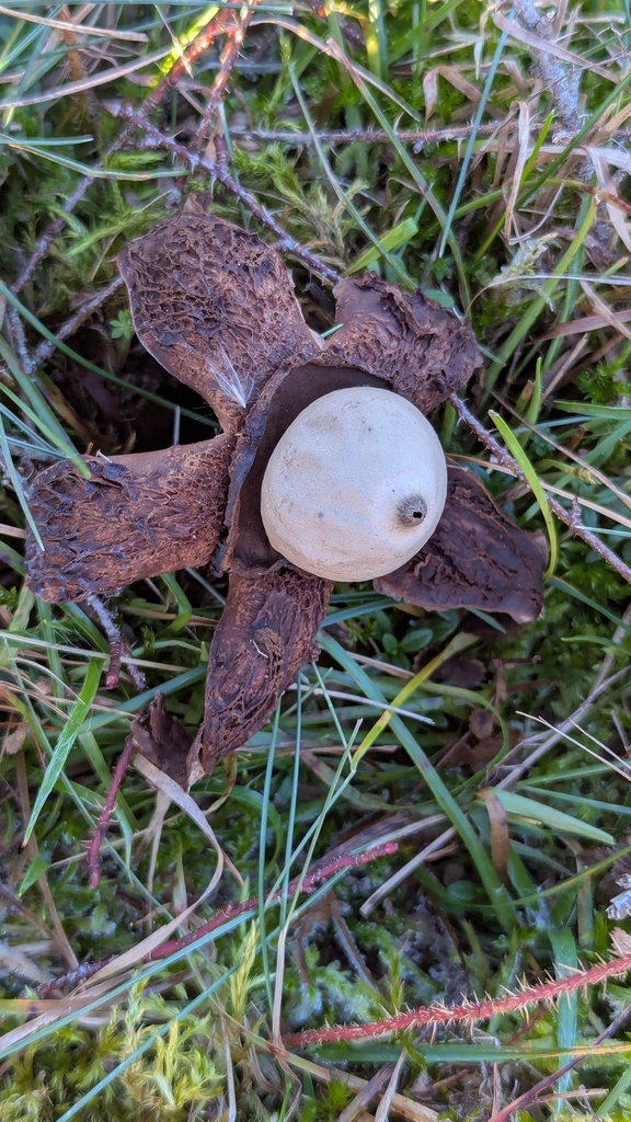 Geastrum michelianum · December 2025 · photo: © rudolphous (iNaturalist, cc-by)