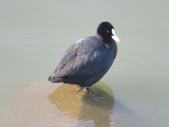 Fulica atra