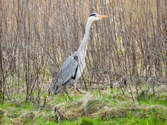 Ardea cinerea