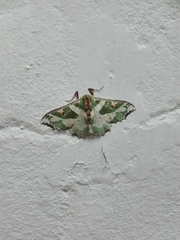 Victoria fuscithorax