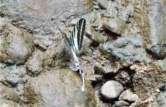 Protographium leosthenes