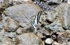 Protographium leosthenes