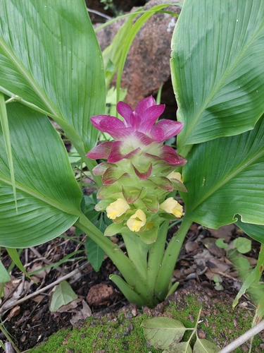 Curcuma australasica, photograph 6