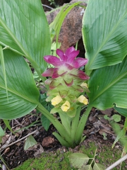 Curcuma australasica, photograph (c) Ruth Palsson, some rights reserved (CC BY-SA)