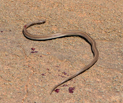 Psammophis brevirostris