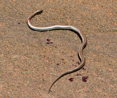 Psammophis brevirostris