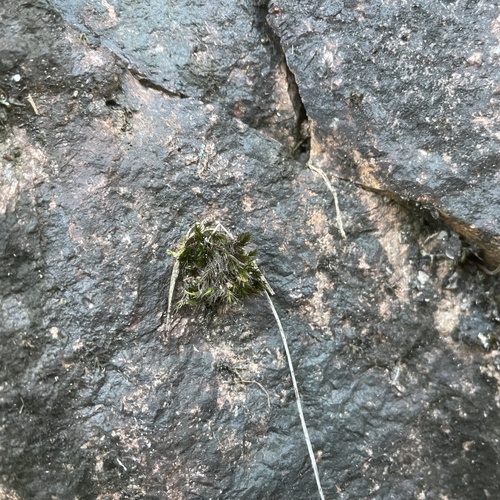 Campylopus umbellatus observed 2025-12-27