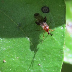 Canthyloscelis antennata