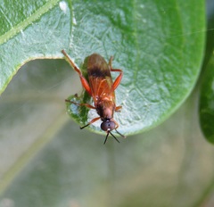 Benhamyia apicalis