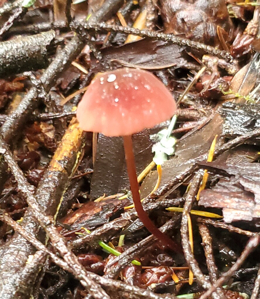 Marasmius plicatulus · December 2025 · photo: © arlenedevitt (iNaturalist, cc-by)
