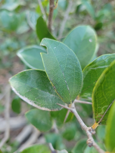 Scolopia chinensis observed 2025-12-27