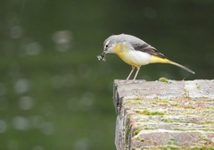 Motacilla cinerea