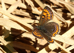 Lycaena helle