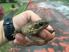 Rhinella marina