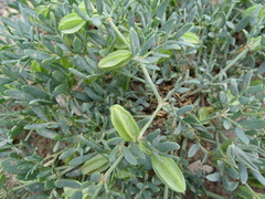 Zygophyllum pterocarpum