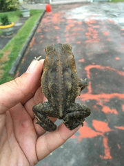Rhinella marina