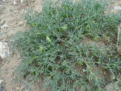 Zygophyllum pterocarpum