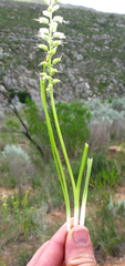 Lachenalia latimerae