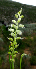 Lachenalia latimerae