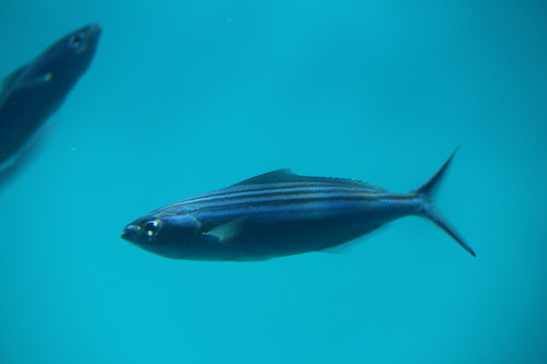 Caesio striata