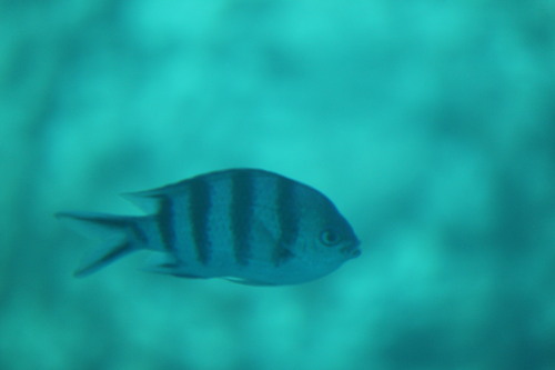 Abudefduf sexfasciatus