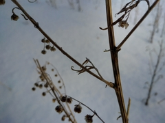 Artemisia sieversiana