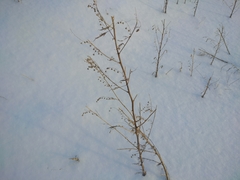 Artemisia sieversiana