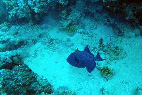 Blue Triggerfish (Pseudobalistes fuscus)