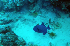 Pseudobalistes fuscus