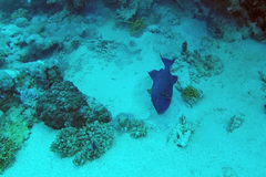 Pseudobalistes fuscus