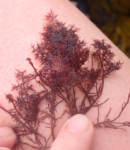 Pterocladiella capillacea observed 2025-12-26