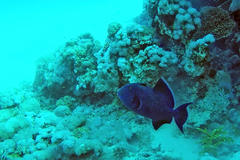 Pseudobalistes fuscus