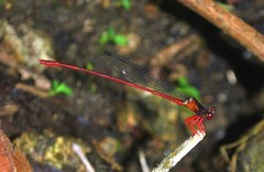 Igneocnemis antoniae