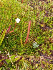 Drosera murfetii