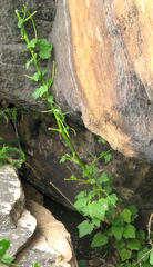 Anisodontea scabrosa
