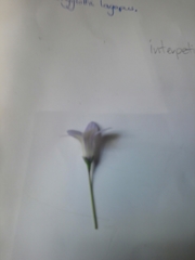 Wahlenbergia albomarginata