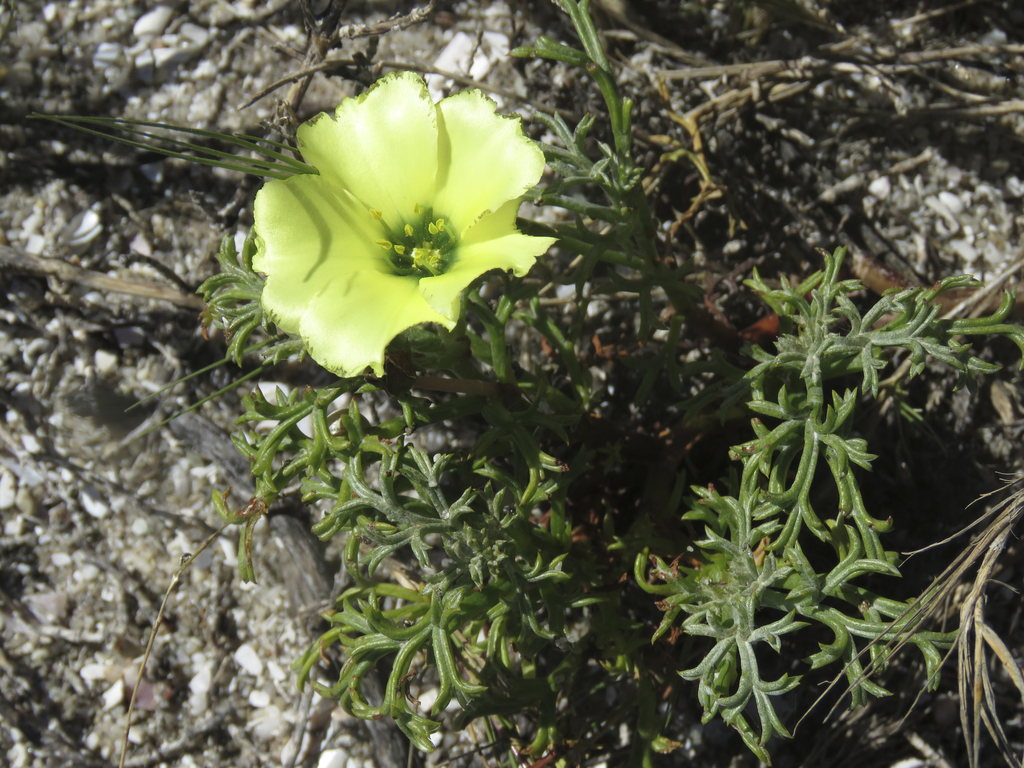Duiker-root
