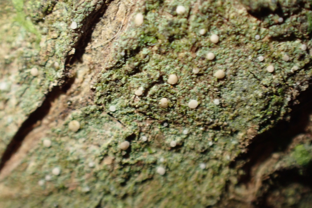Bacidina phacodes