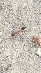 Myrmecia nigriceps