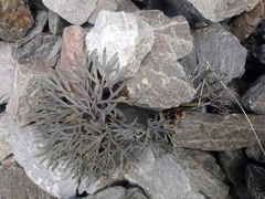 Lignocarpa carnosula