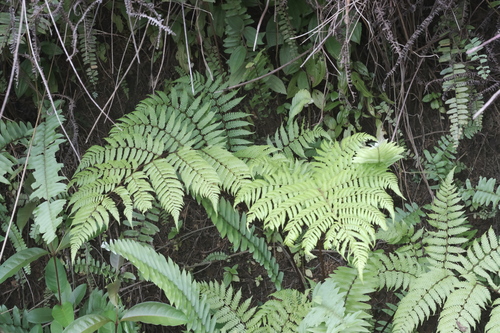 Cyathea microdonta, photograph 2