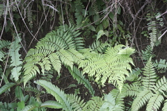 Cyathea microdonta, photograph (c) fmunoz, some rights reserved (CC BY)