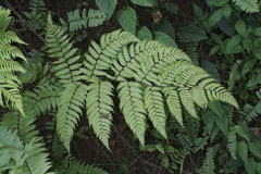 Cyathea microdonta, photograph (c) fmunoz, some rights reserved (CC BY)