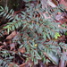 Pilidiostigma rhytispermum - Photo 由 Jack Morgan 所上傳的 (c) Jack Morgan，保留部份權利CC BY-NC