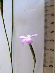 Dianthus thunbergii