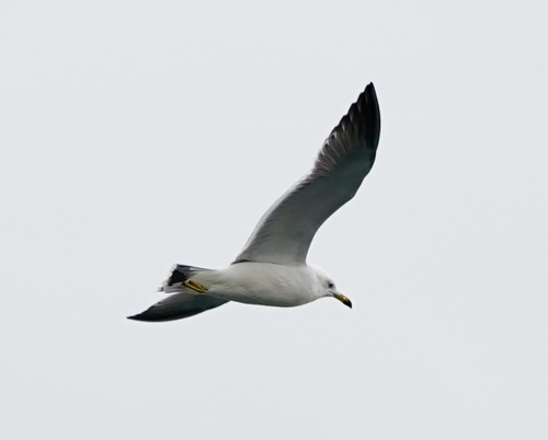 Black-tailed Gull｜黑尾鸥 参考照片