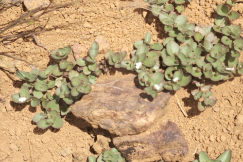 Vandellia diffusa, photograph 6